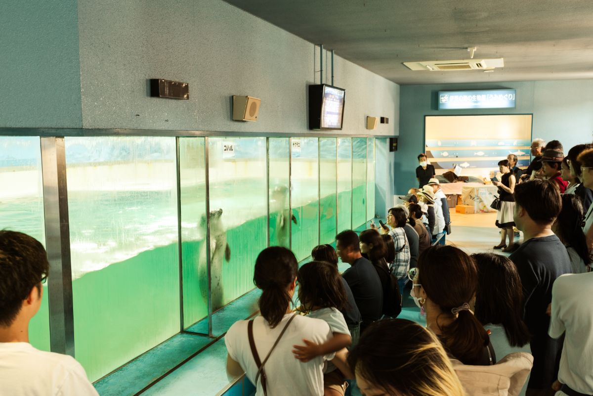 ゴマフアザラシの愛らしさに、みんなメロメロ