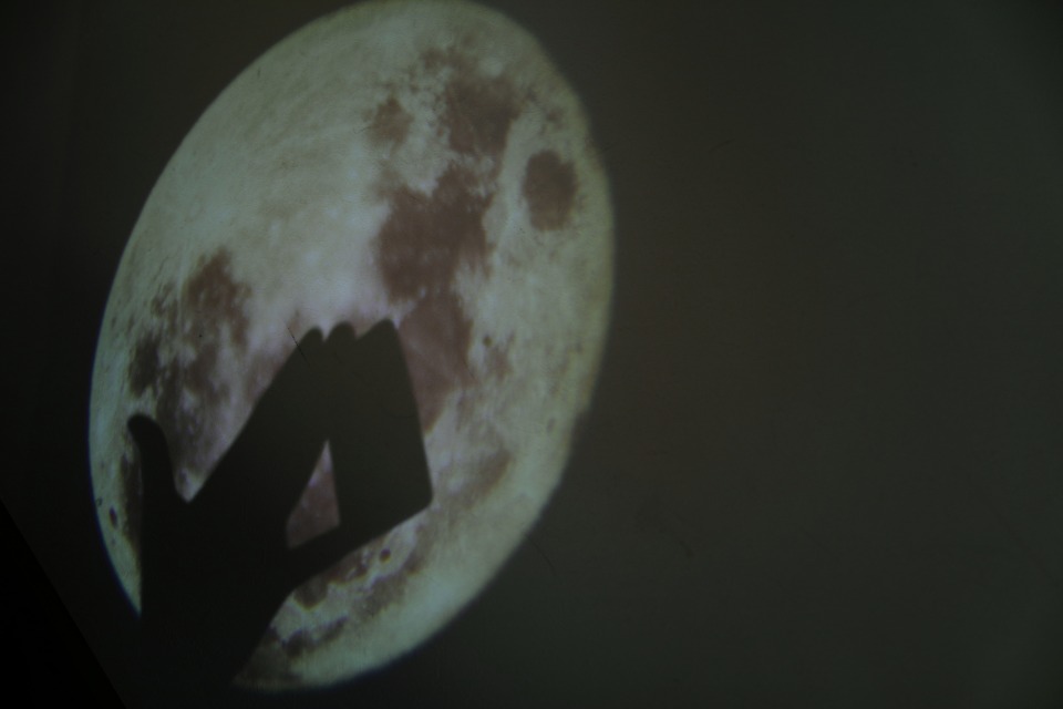 Wolf COFFEE PATISSERIE