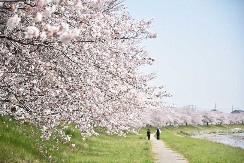 こだま千本桜 提供：本庄市