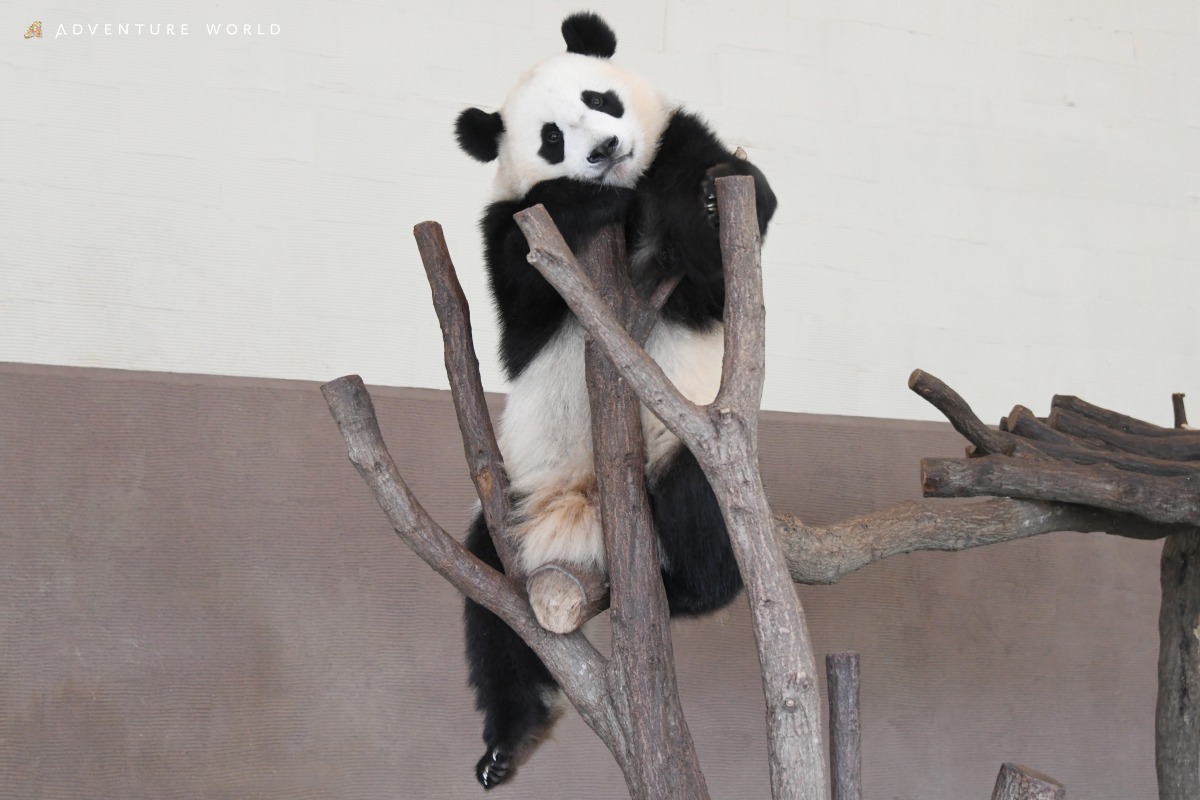 アドベンチャーワールドのパンダ楓浜