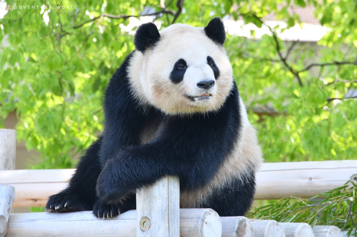 アドベンチャーワールドのパンダ彩浜
