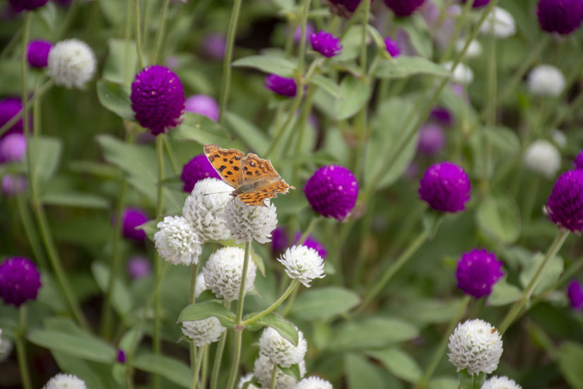 花の蜜を吸う蝶々の姿もあちこちに