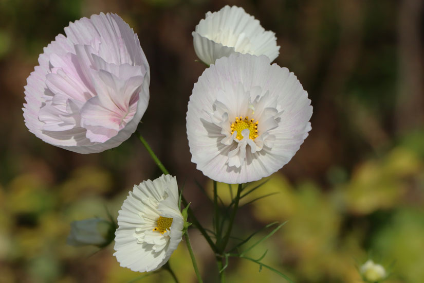 7〜10月に花を咲かせる、カップケーキみたいなかわいいコスモス