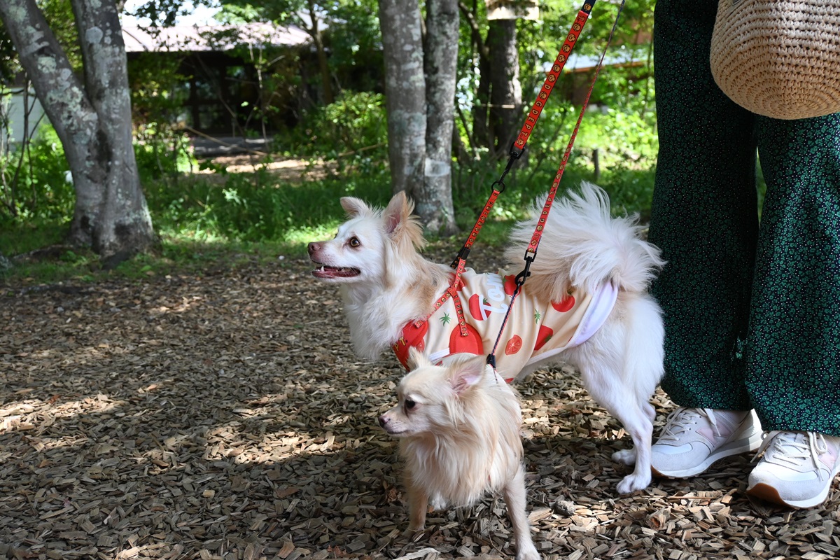 施設内はウッドチップが敷いてあるため、ワンコたちの足にもやさしい