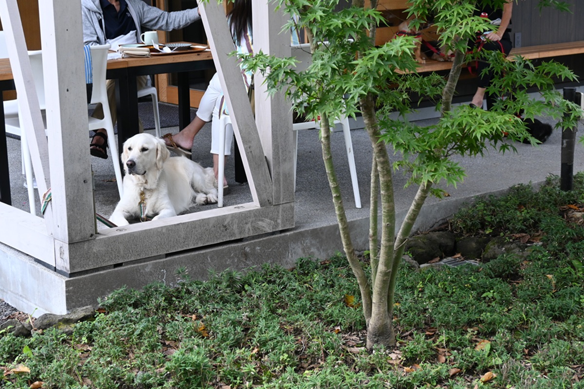 1階のテラス席はワンコOKなので一緒にくつろごう