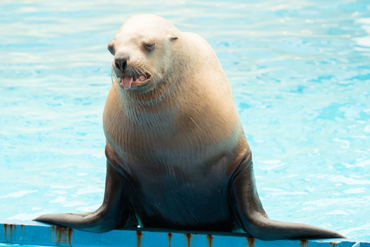あっかんべーの一芸でその身を立てている、400kgのトド「テツマル」くん