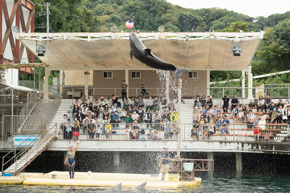 広い入り江を利用して、大迫力のジャンプを繰り広げるバンドウイルカ