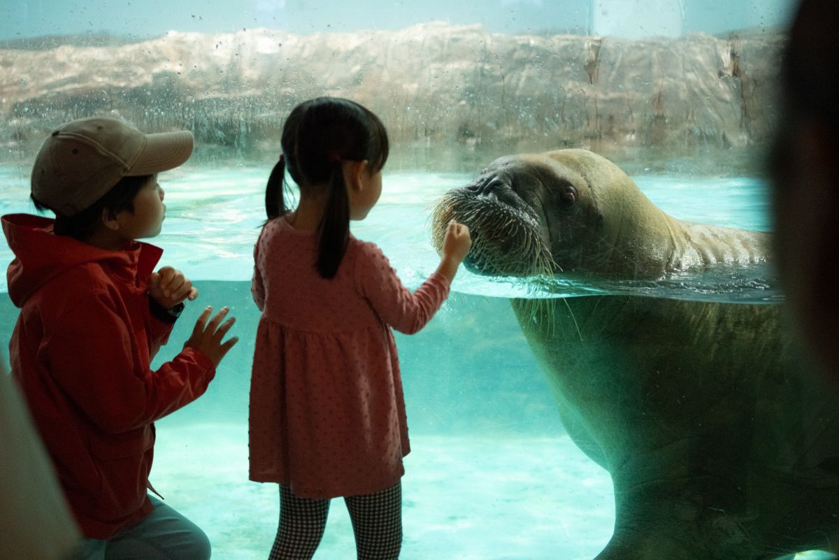 大きなセイウチは、実はいたずらっ子。ラブリーな一面に、思わずファンになりそう