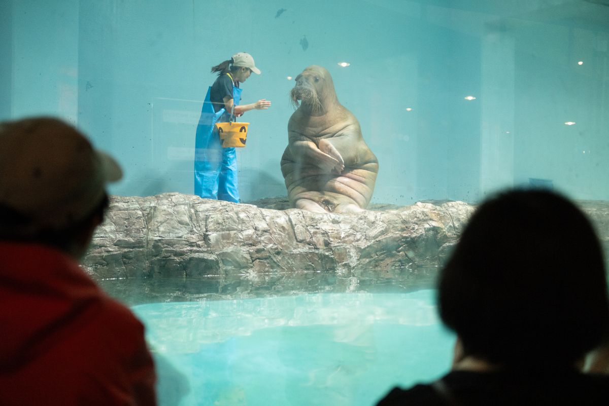 じょうずにバケツを持って、飼育員を見上げる姿が可愛い！