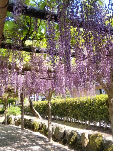 藤の回廊と呼ばれる広場の遊歩道