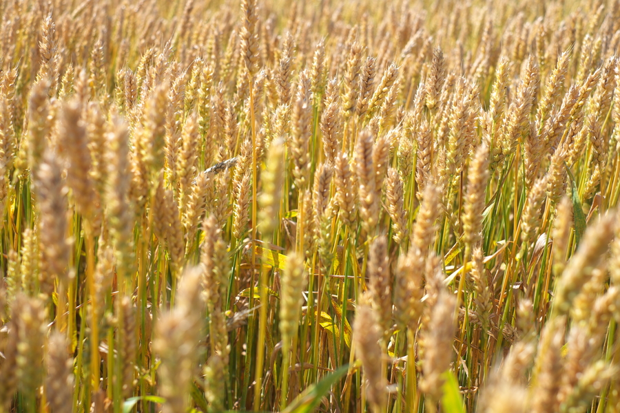 「るるぶキッチン×北海道岩見沢市」特集フェアが新宿・るるぶキッチンにて開催！ 岩見沢市の豊かな農産物とワインを堪能しよう！