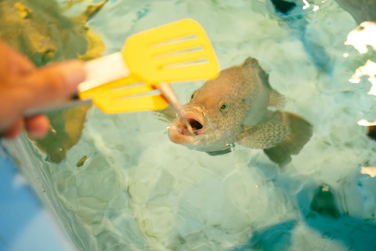 「エサやり体験」300円