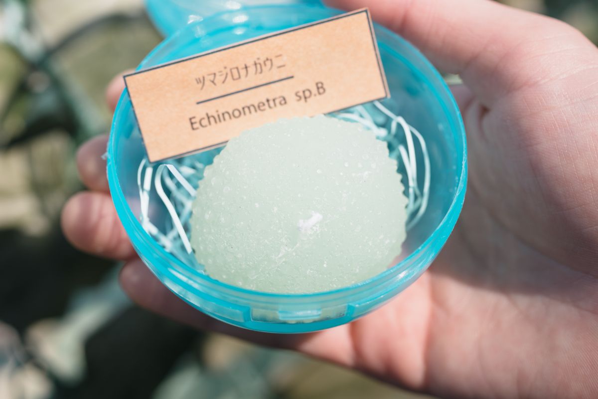 「ガチャガチャ」1回300円