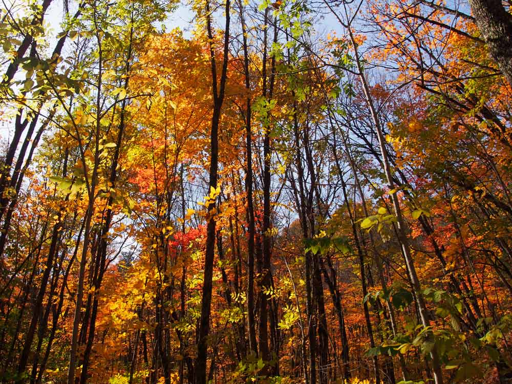 展望所へ向かう散策道は紅葉まっさかり