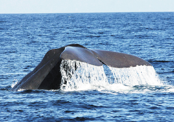 最も大型の歯クジラの仲間「マッコウクジラ」。7〜10月に遭遇できる