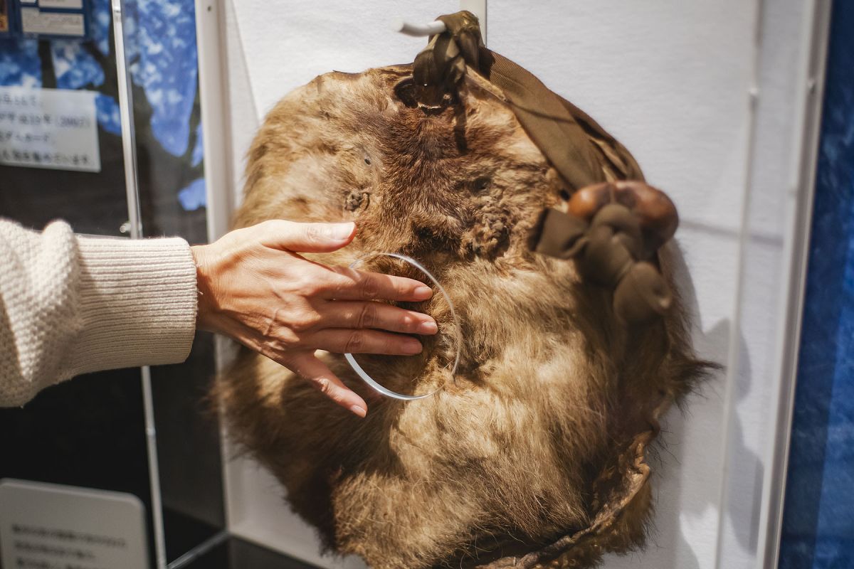 山に生きる熊や鹿の毛皮にふれることもできます