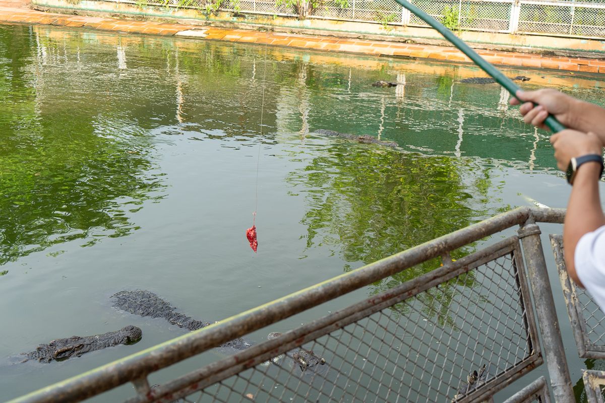 左端のワニが餌をロックオン…!