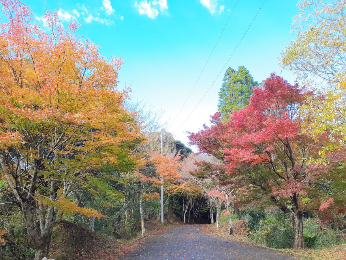 紅葉の大福山のハイキングコース