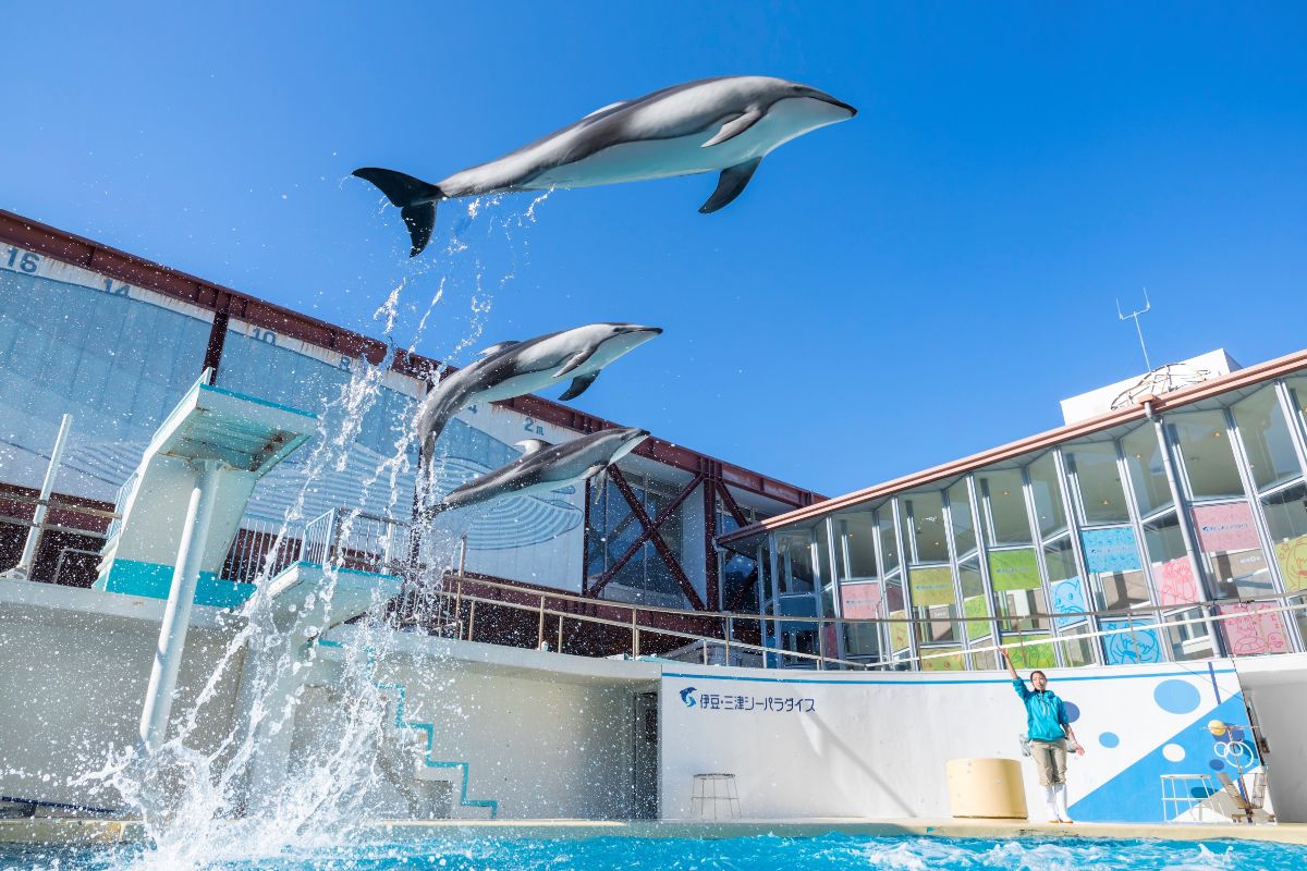 イルカのジャンプは迫力満点！イルカの調子によって前列のシートは水に濡れるので気をつけて／画像提供：伊豆・三津シーパラダイス