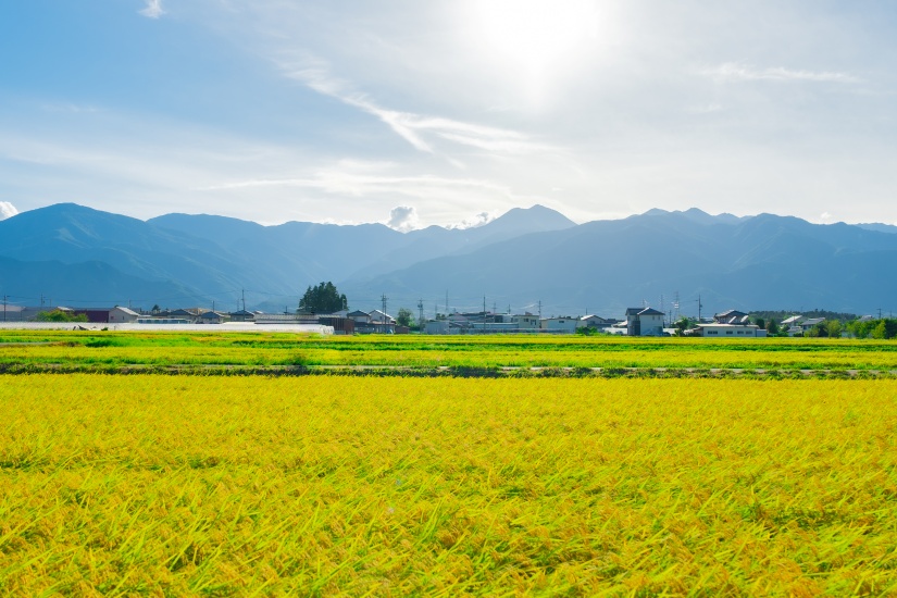 まばゆいほどの稲穂が風にそよぐ初秋の安曇野