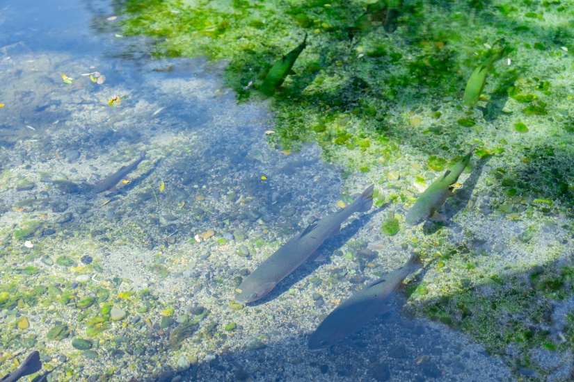 大王わさび農場の親水広場の池では、魚や水中に咲く花を探してみて