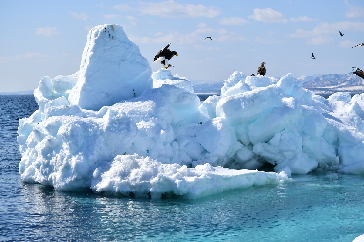 流氷の上でひと休みするオオワシとオジロワシ