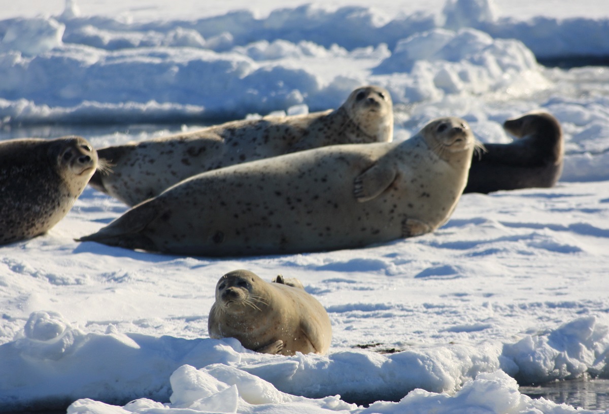 流氷の上で出産育児をするゴマフアザラシ / 見られる時期:1~3月