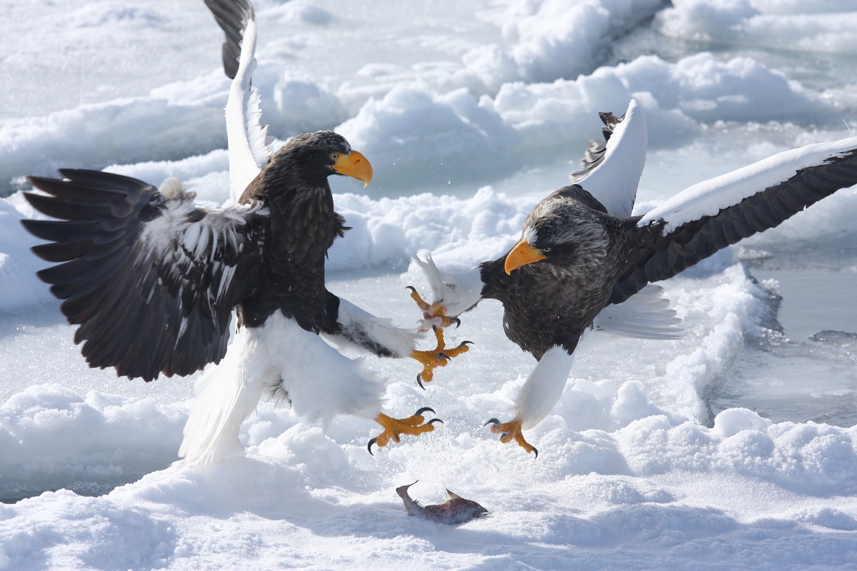 越冬のため北海道に飛来するオオワシ / 見られる時期:1~3月