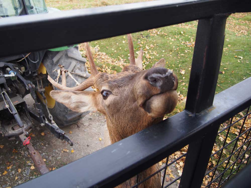 エルクたちがワゴンにムニュっと首を出してきます！