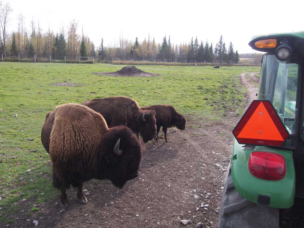 バイソンの家族？も揃って、ワゴンに近づいてきてくれました
