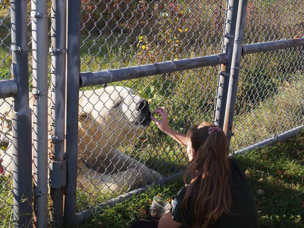 飼育員がエサやりをするのを見学。オスのガノックくんは2009年生まれで体重500kg。簡単な見学ツアーは事前予約にて