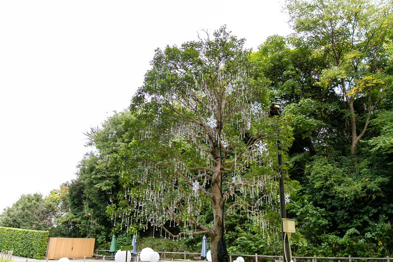 中庭の木もクリスマス仕様に！