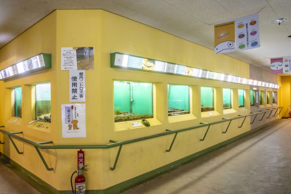 日本サンショウウオセンター