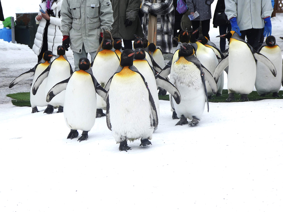 旭山動物園のキリン。雪の上をキングペンギンの集団がヨチヨチ歩く「ペンギンの散歩」は冬期の積雪期に実施