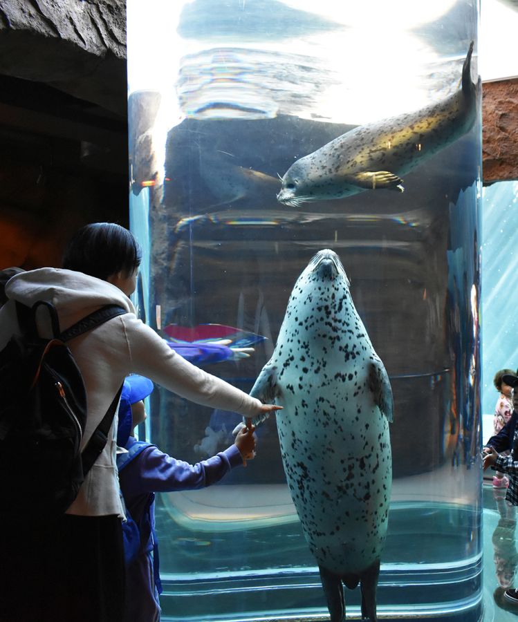 旭山動物園。2頭が交差できるほど太い円柱状の水槽をアザラシが上昇&下降