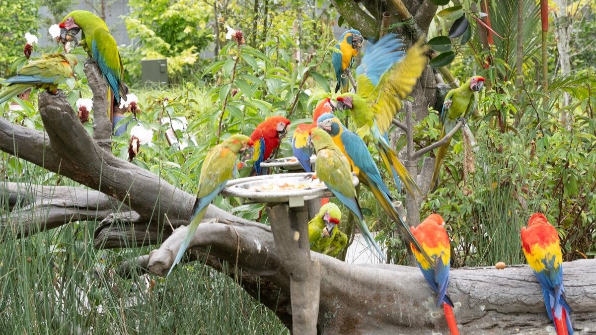 【シンガポール】みどころやグルメ、おみやげも！ 最新スポット「バードパラダイス」を現地取材