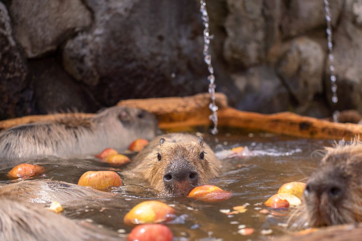 リンゴ風呂に浸かるカピバラ