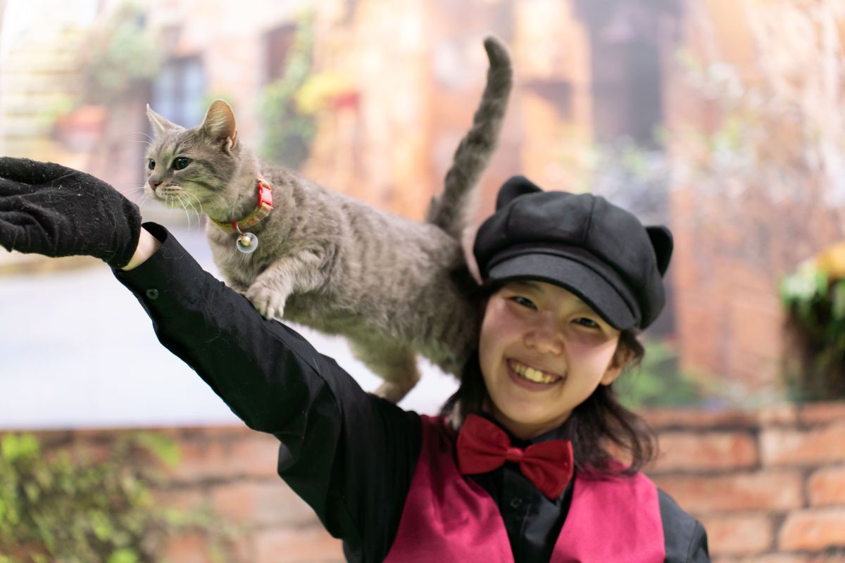 猫のパフォーマンスは珍しい