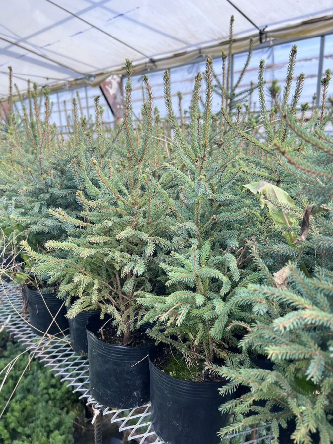 「ミニツリー」8800円