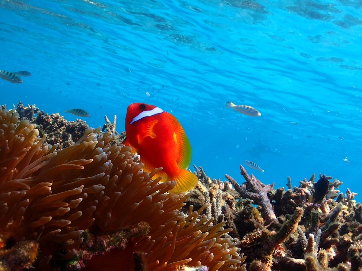 綺麗なサンゴ礁のと色とりどりの魚たち