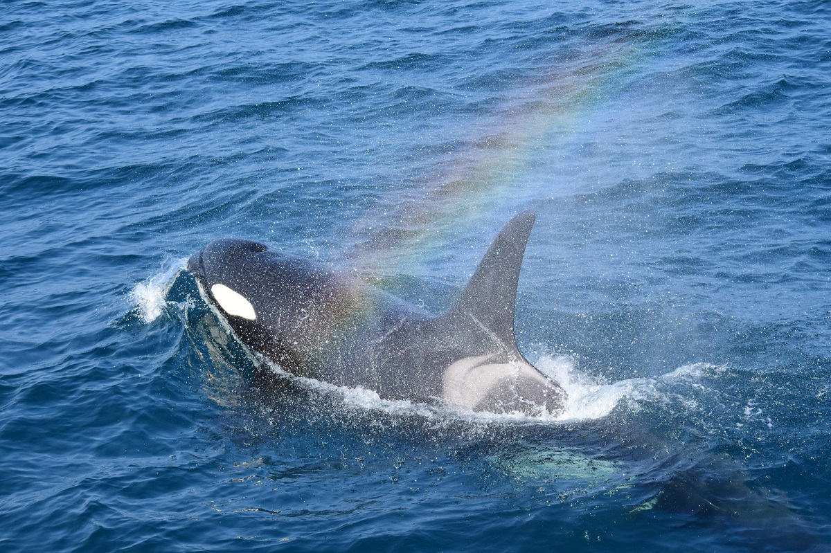間近で見るシャチは圧巻
