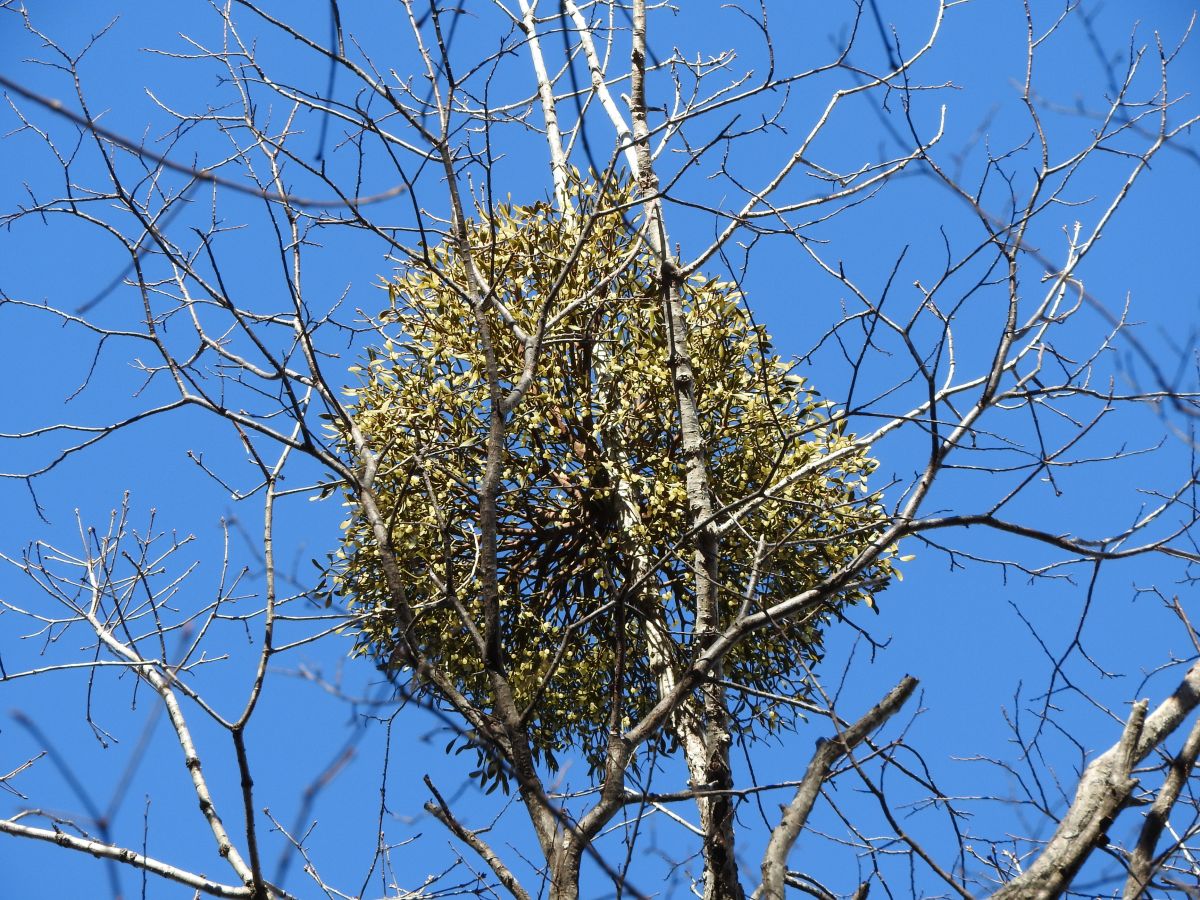 星野エリアのヤドリギ