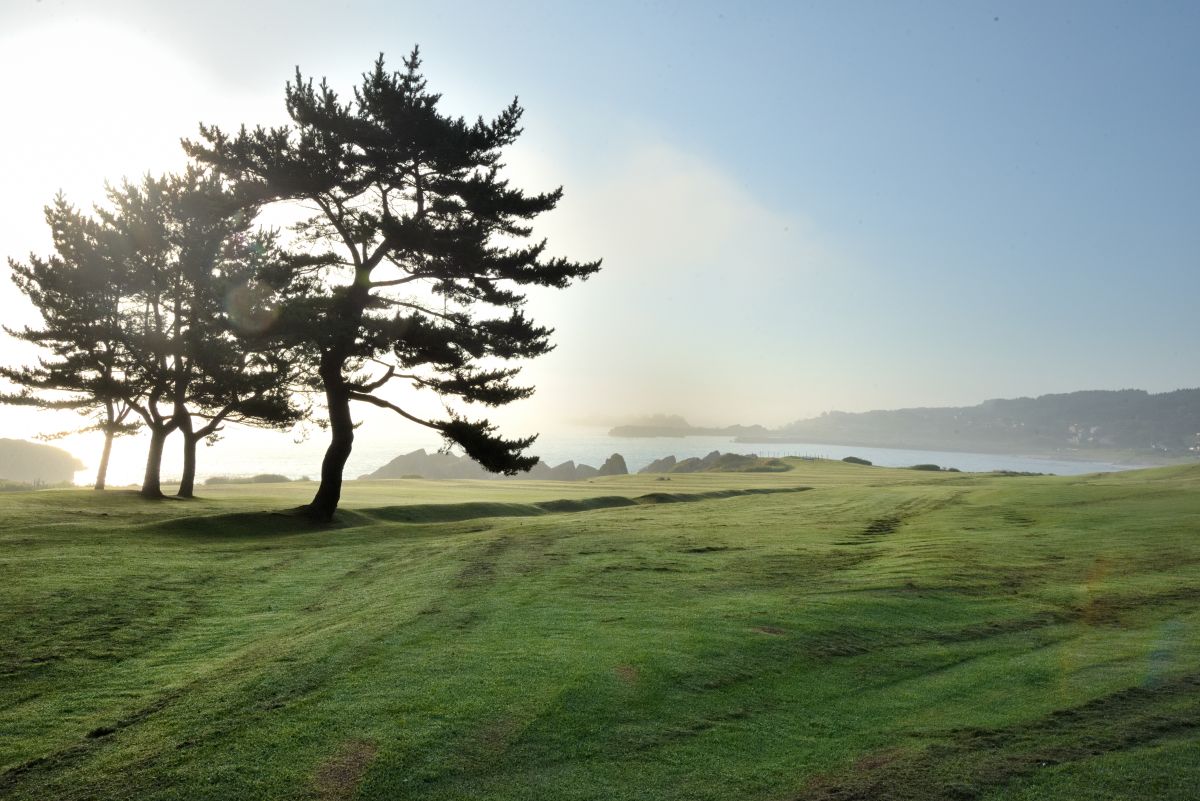 種差天然芝生地