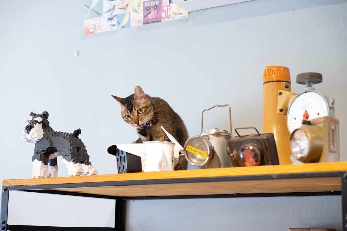 看板ネコのズーズー。展示してある雑貨を落としたりしないか、こっちがハラハラ・ドキドキしてしまいますが、器用に避けるんです（笑）