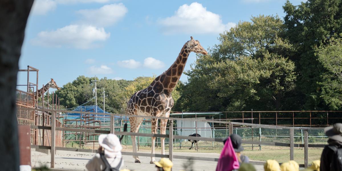 【浜松市動物園】国内唯一の展示、ゴールデンライオンタマリンに会える!動物とのふれあいやオリジナルグッズも