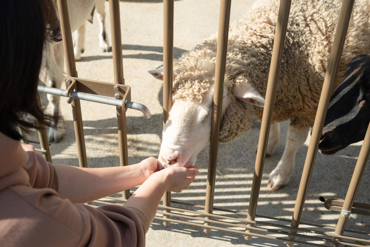 エサやり体験(無料/エサがなくなり次第終了)