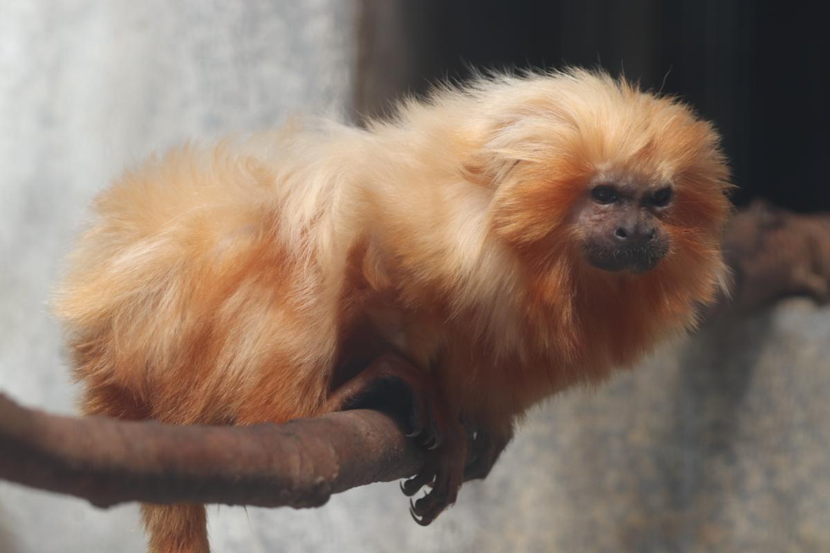 写真提供:浜松市動物園