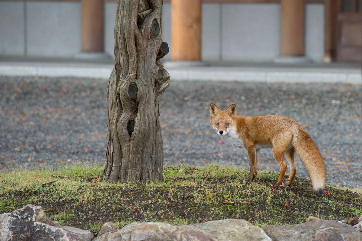 神社境内を訪れたキタキツネ／北海道神宮