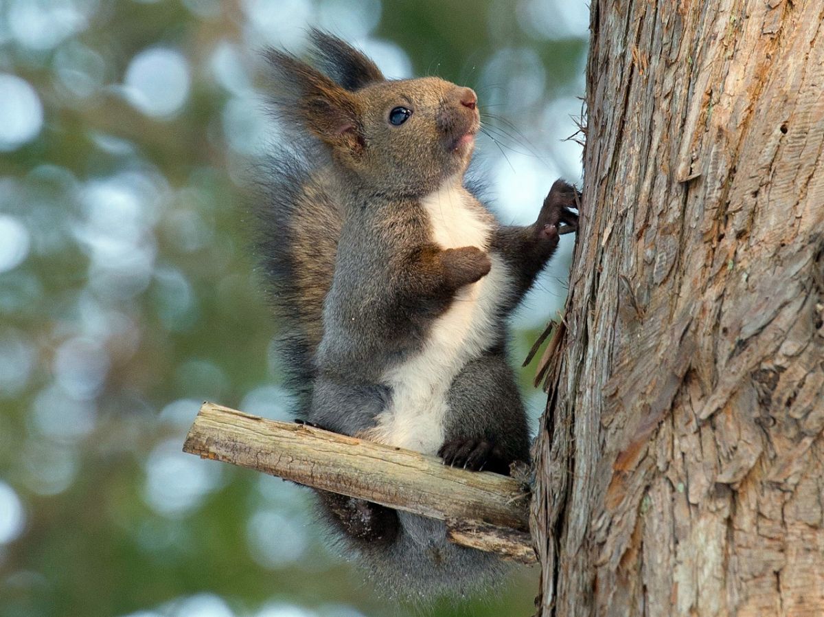 木の実を探したり隠したり。いつも忙しそうなエゾリス