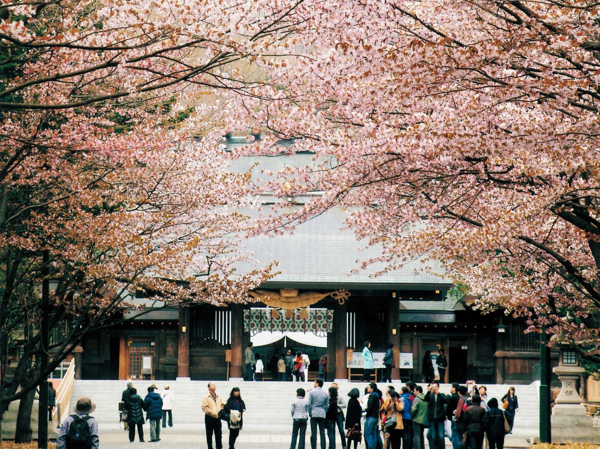 北海道神宮と隣接の円山公園は札幌有数の花見名所としても親しまれています／北海道神宮